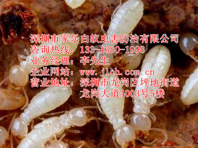 深圳市家乐白蚁虫害防治